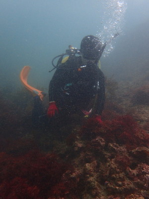 勝浦・志村ビーチ海中風景