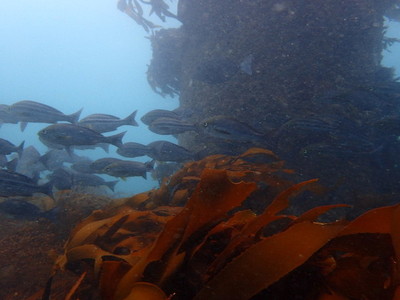 勝浦・志村ビーチ海中風景