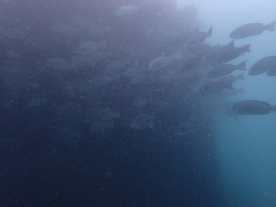 勝浦・志村ビーチ海中風景