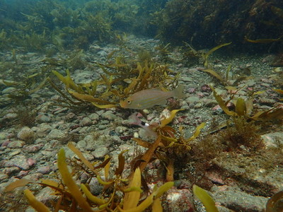 勝浦・志村ビーチ海中風景