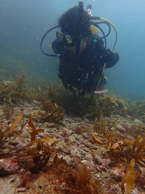 勝浦・志村ビーチ海中風景