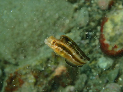 勝浦・志村ビーチ海中風景