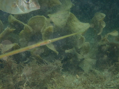 勝浦・志村ビーチ海中風景