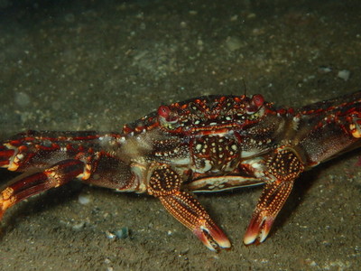 勝浦・志村ビーチ海中風景