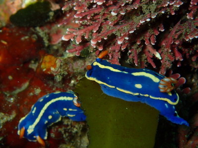 勝浦・志村ビーチ海中風景