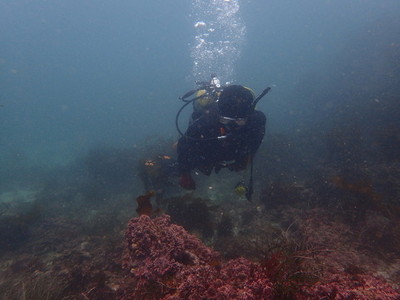 勝浦・志村ビーチ海中風景