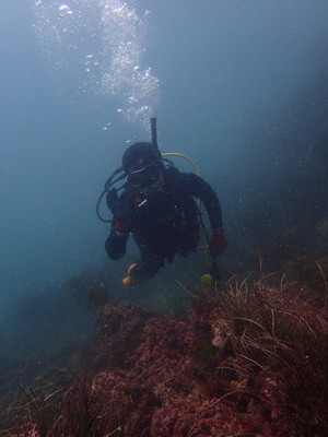 勝浦・志村ビーチ海中風景
