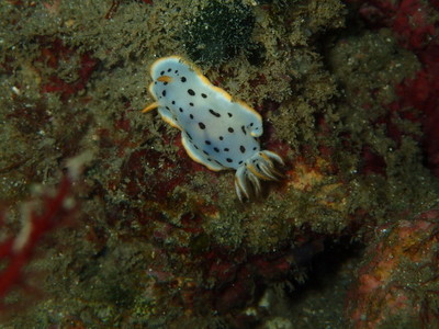 勝浦・志村ビーチ海中風景
