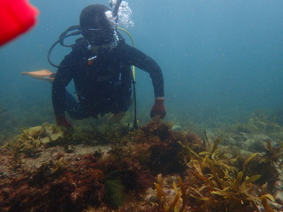 勝浦・志村ビーチ海中風景
